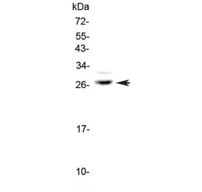 Western blot testing of human U-87 MG cell lysate with MPZ antibody at 0.5ug/ml. Predicted molecular weight ~28 kDa.