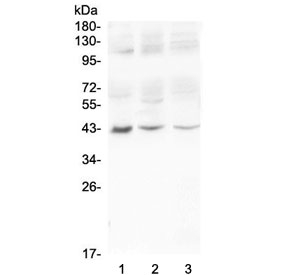 Western blot testing of MADCAM1 antibody in HeLa cell lysate. Predicted molecular weight ~40 kDa.