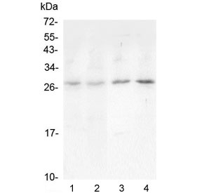 Western blot testing of 1) rat lung, 2) rat spleen, 3) mouse lung and 4) mouse spleen lysate with Oncostatin M antibody at 0.5ug/ml. Expected molecular weight ~28 kDa (precursor), ~24 kDa (pro form), ~28 kDa (glycosylated pro form).