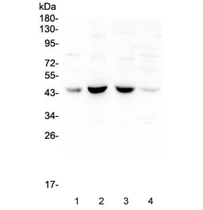 Western blot testing of human 1) placenta, 2) Caco-2, 3) A549 and 4) HeLa lysate with BRN3A antibody at 0.5ug/ml. Predicted molecular weight ~43 kDa.