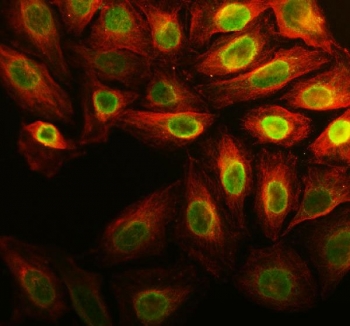 Immunofluorescent staining of FFPE human U-2 OS cells with Anillin antibody (green) and Alpha Tubulin mAb (red). HIER: steam section in pH6 citrate buffer for 20 min.