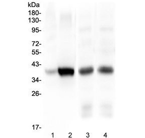 Western blot testing of 1) human HepG2, 2) human Caco-2, 3) rat liver and 4) mouse liver lysate with Thrombopoietin antibody at 0.5ug/ml. Predicted molecular weight: 38 kDa, routinely observed at 40-55 kDa (unmodified), 80-95 kDa (glycosylated).