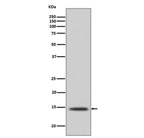 Western blot testing of human A431 cell lysate with Histone H2B antibody. Predicted molecular weight ~14 kDa.