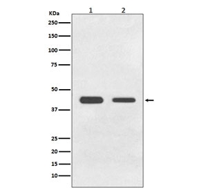 Western blot testing of 1) human HeLa and 2) rat C6 cell lysate with BMP11 antibody. Predicted molecular weight ~45 kDa.
