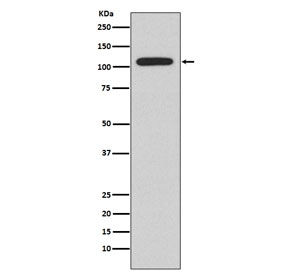 Western blot testing of Ramos cell lysate with NFAT2 antibody. Predicted molecular weight: ~101 kDa (isoform C).