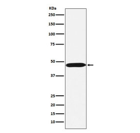 Western blot testing of human Ramos cell lysate with ACTL6A antibody. Expected molecular weight: 47-53 kDa.