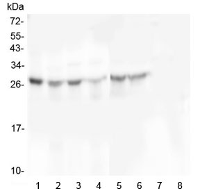 Western blot testing of 1) human placenta, 2) human U-87 MG, 3) monkey COS-7, 4) human U-2 OS, 5) human HEK293, 6) human SHG-44, 7) human K562 and 8) human HL-60 cell lysate with SCN4B antibody at 0.5ug/ml. Predicted molecular weight: 25-38 kDa depending on level of glycosylation.