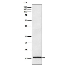 Western blot testing of human plasma lysate with APOA2 antibody. Predicted molecular weight ~11 kDa.