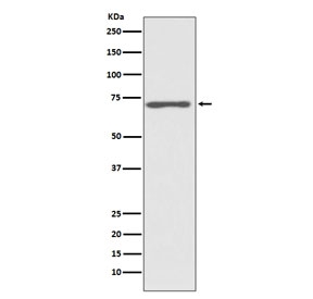 Western blot testing of human HeLa cell lysate with c-Raf antibody. Predicted molecular weight ~73 kDa.