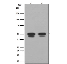 Western blot testing of human 1) Raji and 2) HepG2 cell lysate with TP53 antibody. Predicted molecular weight ~53 kDa.