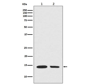 Western blot testing of 1) mouse NIH3T3 and 2) human A549 cell lysate with hydroxyl-Histone H2A antibody (Tyr39). Predicted molecular weight ~14 kDa.