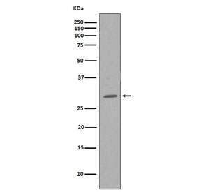 Western blot testing of human HeLa cell lysate with CDK1 antibody. Predicted molecular weight ~33 kDa.