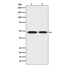 Western blot testing of 1) human MCF7 and 2) rat brain lysate with Alpha Enolase antibody. Predicted molecular weight ~47 kDa.