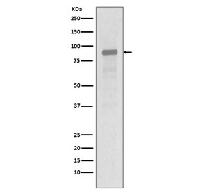 Western blot testing of human Jurkat cell lysate with HSP90AA1 antibody. Predicted molecular weight: 86-90 kDa.