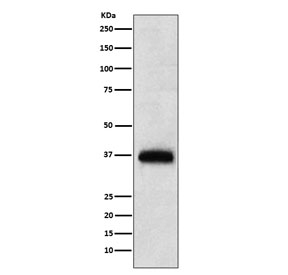 Western blot testing of human PBM lysate with CD7 antibody. Expected molecular weight: 25-40 kDa depending on glycosylation level.