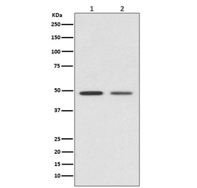 Western blot testing of 1) human HeLa and 2) mouse kidney lysate with Vitamin D Receptor antibody. Predicted molecular weight 48/54 kDa (isoforms 1/2).