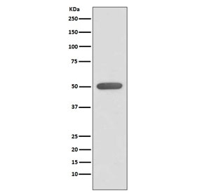 Western blot testing of human HeLa cell lysate with ESRRA antibody. Expected molecular weight: 46-52 kDa.