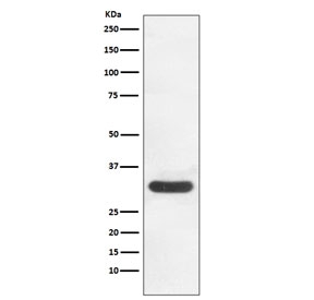 Western blot testing of human HeLa cell lysate with CDK4 antibody. Predicted molecular weight ~34 kDa.