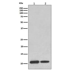 Western blot testing of 1) human ThP-1 and 2) mouse brain lysate with MIF antibody. Predicted molecular weight ~13 kDa.