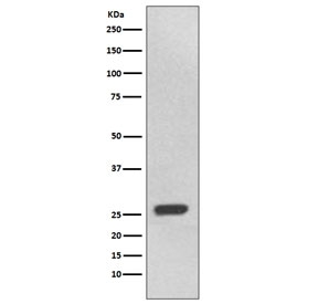 Western blot testing of human 293T cell lysate with UCHL3 antibody. Predicted molecular weight ~26 kDa.