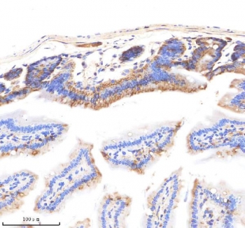 IHC staining of FFPE mouse small intestine tissue with EpCAM antibody. HIER: boil tissue sections in pH8 EDTA for 20 min and allow to cool before testing.