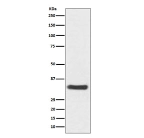Western blot testing of human SH-SY5Y cell lysate with NQO1 antibody. Predicted molecular weight ~30 kDa.