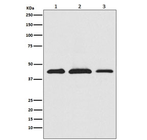 Western blot testing of 1) human HeLa, 2) mouse RAW 264.7 and 3) rat PC-12 cell lysate with PRAS40 antibody. Expected molecular weight ~40 kDa.