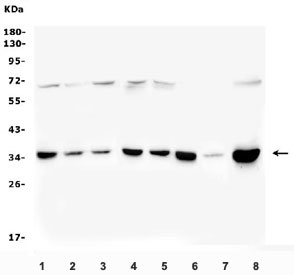 Western blot testing of human 1) Caco-2, 2) HEK293, 3) U-2 OS, 4) HeLa, 5) A549, 6) U-87 MG, 7) rat heart and 8) mouse RAW264.7 lysate with PITX2 antibody. Predicted molecular weight ~35 kDa.