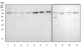 Western blot testing of 1) human HEK293, 2) HeLa, 3) rat kidney and 4) mouse kidney lysate with GRB10 antibody. Expected molecular weight: 58-70 kDa.