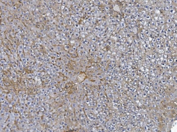 IHC staining of FFPE rat liver with Afm antibody. HIER: boil tissue sections in pH8 EDTA for 20 min and allow to cool before testing.