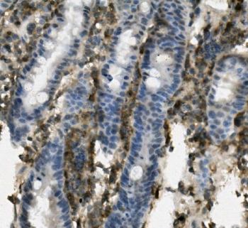IHC staining of FFPE mouse intestine with Psgl-1 antibody. HIER: boil tissue sections in pH8 EDTA for 20 min and allow to cool before testing.