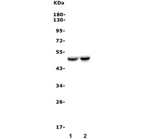 Western blot testing of 1) rat brain and 2) mouse brain lysate with Drd4 antibody. Predicted molecular weight ~48 kDa.
