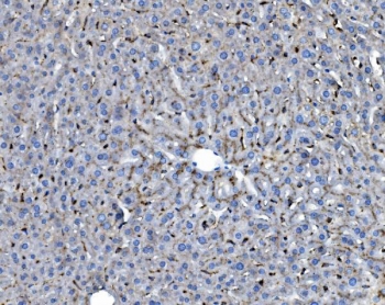 IHC staining of FFPE mouse liver with Ifi30 antibody. HIER: boil tissue sections in pH8 EDTA for 20 min and allow to cool before testing.