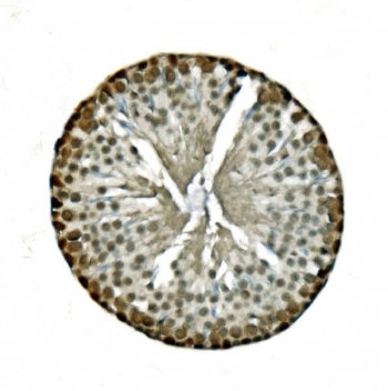 IHC staining of FFPE rat testis with LSM8 antibody. HIER: boil tissue sections in pH8 EDTA for 20 min and allow to cool before testing.