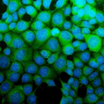 Immunofluorescent staining of FFPE human MCF7 cells with Argininosuccinate Synthetase 1 antibody (green) and DAPI nuclear stain (blue). HIER: steam section in pH6 citrate buffer for 20 min.