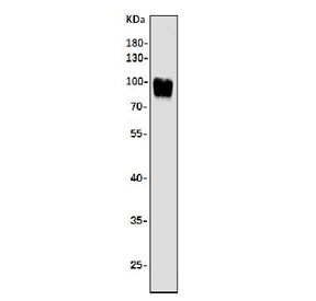 Western blot testing of human K562 cell lysate with Argonaute 3 antibody. Predicted molecular weight ~97 kDa.