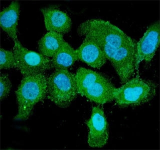 Immunofluorescent staining of FFPE human A431 cells with PNP antibody (green) and DAPI nuclear stain (blue). HIER: steam section in pH6 citrate buffer for 20 min.