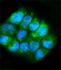Immunofluorescent staining of FFPE human T-47D cells with Glutamic-oxaloacetic transaminase 1 antibody (green) and DAPI nuclear stain (blue). HIER: steam section in pH6 citrate buffer for 20 min.