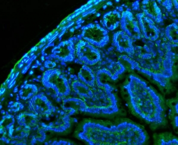 Immunofluorescent staining of FFPE mouse colon tissue with Cd147 antibody (green) and DAPI nuclear stain (blue). HIER: steam section in pH8 EDTA buffer for 20 min.