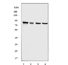 Western blot testing of 1) human A549, 2) monkey COS-7, 3) human HeLa and 4) human MCF7 cell lysate with NSD3 antibody. Predicted molecular weight: 155-162 kDa (long forms) and ~ 73 kDa (short form).