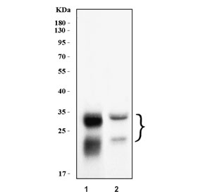 Western blot testing of human 1) U-87 MG and 2) HepG2 cell lysate with CTSB antibody.  Molecular weight: 38-46 kDa depending on glycosylation level. An ~31 kDa form (propeptide removed) may be observed and may be further processed into an ~25 kDa heavy chain and ~5 kDa light chain.