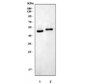 Western blot testing of 1) rat brain and 2) mouse brain tissue lysate with CCN4 antibody. Expected molecular weight: 40-55 kDa depending on degree of glycosylation.