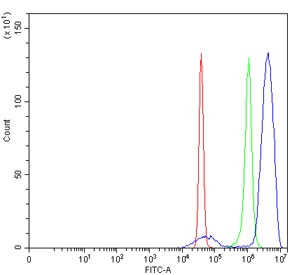 Flow cytometry testing of human SiHa cells with ELK1 antibody at 1ug/million cells (blocked with goat sera); Red=cells alone, Green=isotype control, Blue= ELK1 antibody.