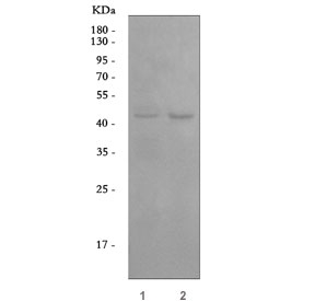 Western blot testing of human 1) HeLa and 2) A549 cell lysate with Angiopoietin-like 4 antibody. Predicted molecular weight: ~45 kDa and ~41 kDa, but may be observed at higher molecular weights due to glycosylation.