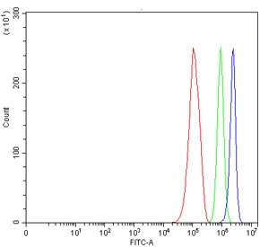 Flow cytometry testing of human RT4 cells with TMEM52B antibody at 1ug/million cells (blocked with goat sera); Red=cells alone, Green=isotype control, Blue= TMEM52B antibody.