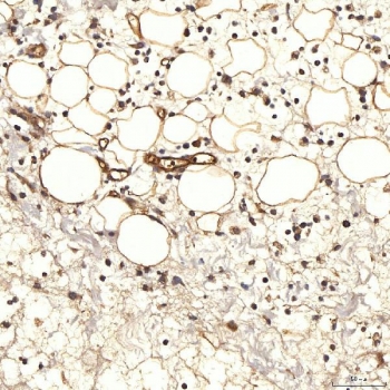 IHC staining of FFPE rat skin tissue with NHERF-2 antibody. HIER: boil tissue sections in pH8 EDTA for 20 min and allow to cool before testing.
