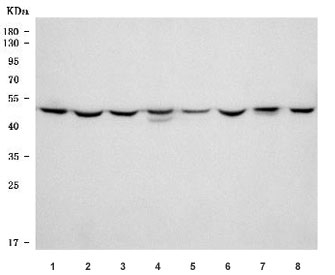 Western blot testing of 1) rat testis, 2) rat brain, 3) rat C6, 4) rat PC-12, 5) mouse testis, 6) mouse brain, 7) mouse Neuro-2a and 8) mouse SP2/0 cell lysate with TUBG1/2 antibody. Predicted molecular weight ~51 kDa.