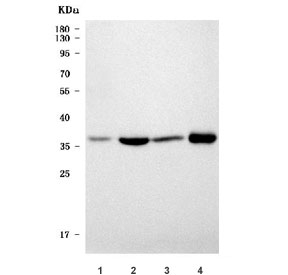Western blot testing of 1) rat eye, 2) rat kidney, 3) mouse eye and 4) mouse kidney tissue lysate with ZnT-2 antibody. Predicted molecular weight ~41 kDa (long form) and ~35 kDa (short form).