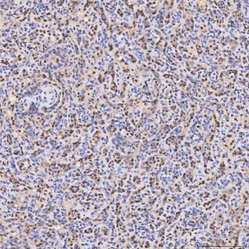 IHC staining of FFPE human spleen tissue with PAO-1 antibody. HIER: boil tissue sections in pH8 EDTA for 20 min and allow to cool before testing.