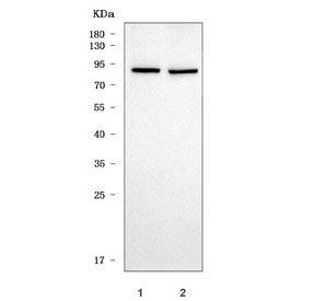 Western blot testing of 1) rat brain and 2) mouse brain tissue lysate with TRIL antibody. Predicted molecular weight ~89 kDa but may be observed at higher molecular weights due to glycosylation.